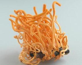 蛹虫草视频,视频揭秘养生新宠