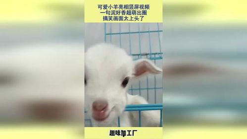 小羊视频,趣味互动，寓教于乐的童年陪伴