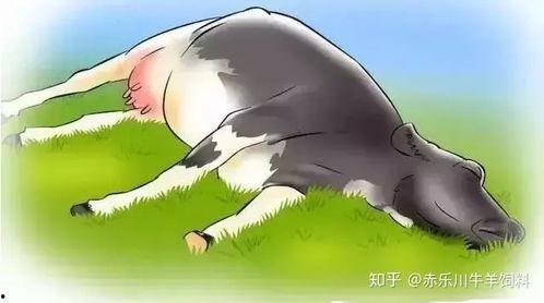 母牛生产过程视频,从受孕到分娩的完整历程