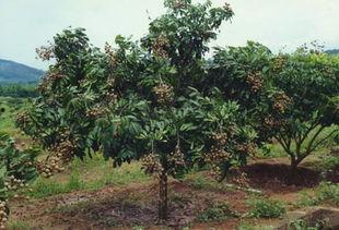 龙眼树视频,探寻古老树种的传奇与魅力