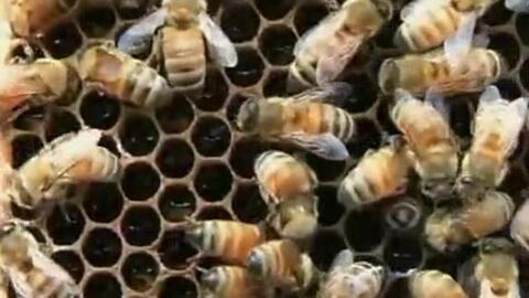如何养蜜蜂免费视频