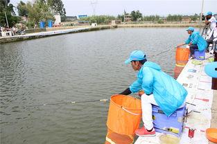 钓鲫鱼比赛视频,高手对决，技巧与耐心的较量