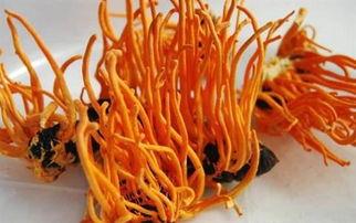 蛹虫草视频,视频揭秘养生新宠