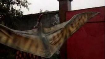 霸王龙视频大全 视频,视频大全中的史前巨兽全解析