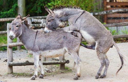 驴配人视频,一场跨越物种的奇妙邂逅