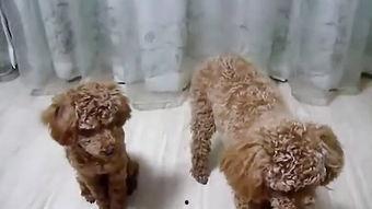 小狗断尾视频,温馨瞬间见证生命奇迹