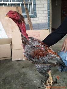 鸡颈部注颈部视频,揭秘鸡颈部注颈技术的操作与原理