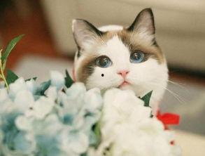 母猫棉签法 视频,母猫棉签法操作步骤及注意事项详解