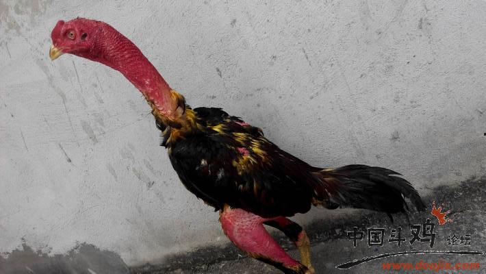 透板鸡的视频,揭秘传统美食的独特魅力与制作工艺