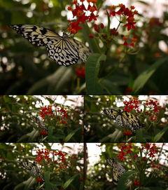 蝴蝶视频黄,揭秘网络短视频的崛起与影响