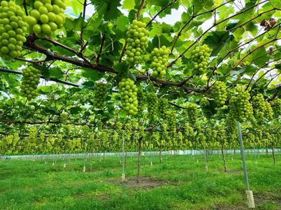 大棚葡萄视频