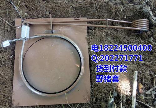 野猪吊脚套视频,揭秘狩猎技巧与生存智慧